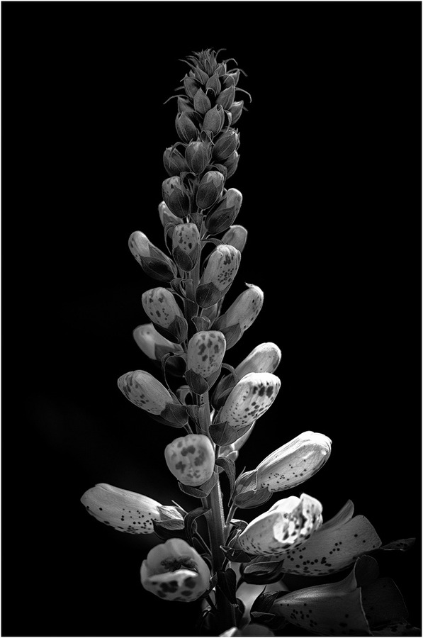 Foxglove Backlit by Sunshire